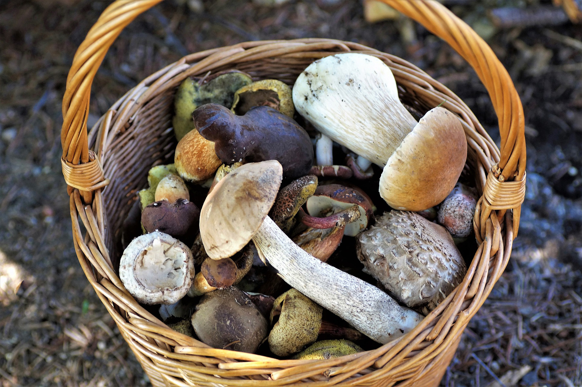 Panier rempli de champignons comestibles