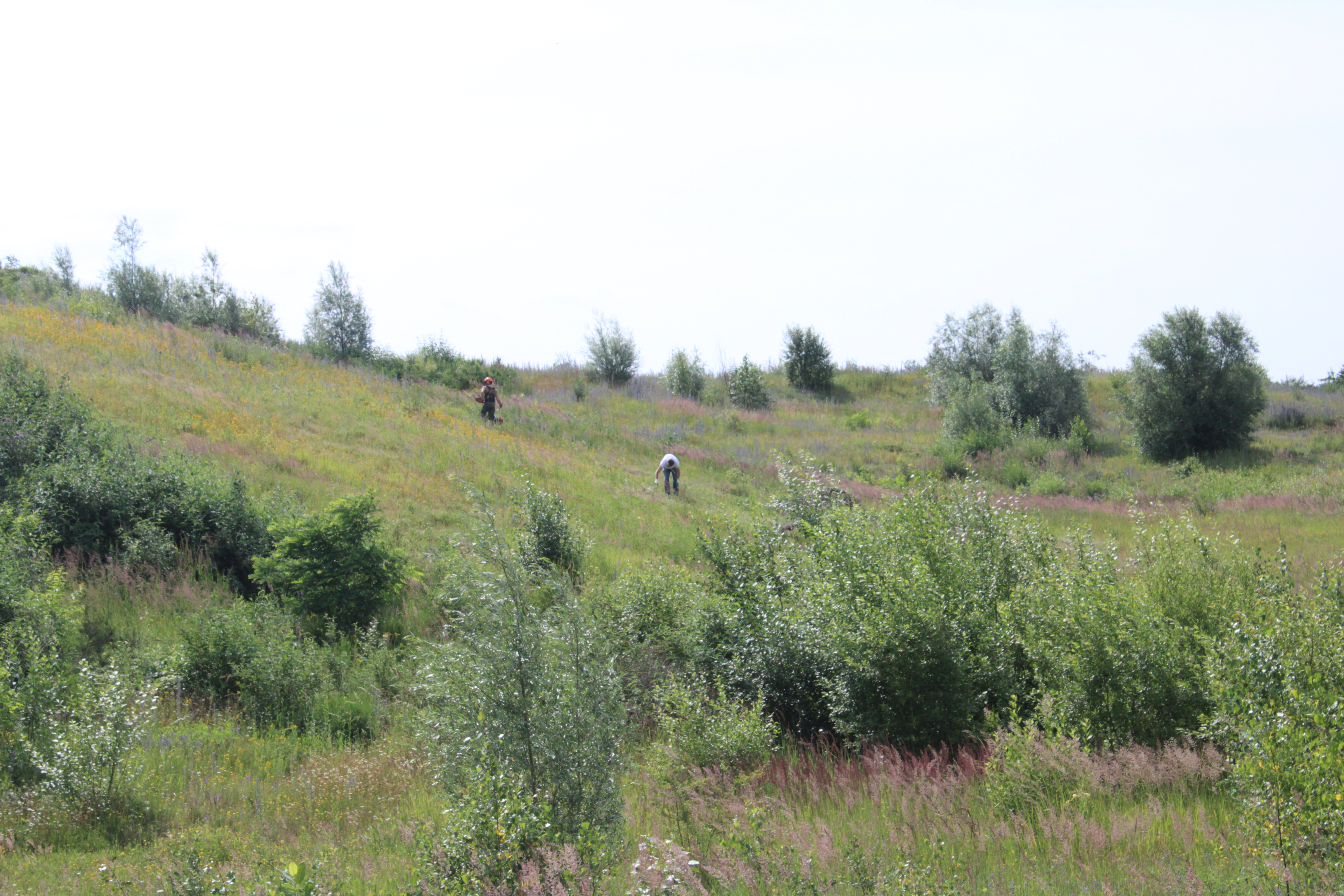 Gestion estivale sur le terril du dix-huit