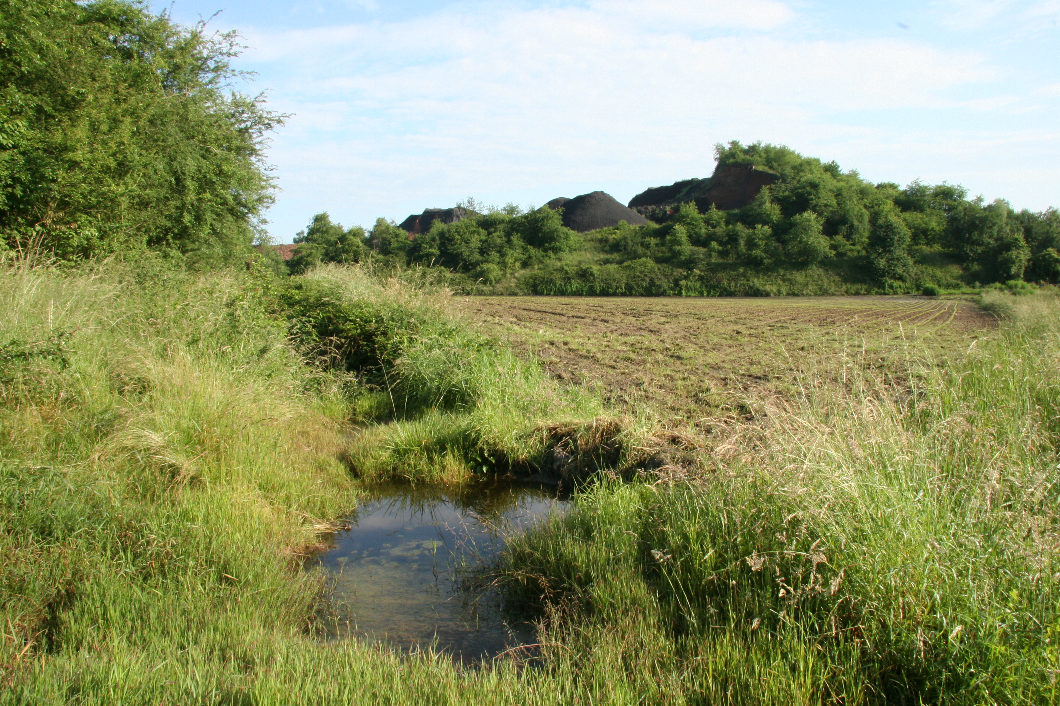 Mare au pied du terril de Marcasse