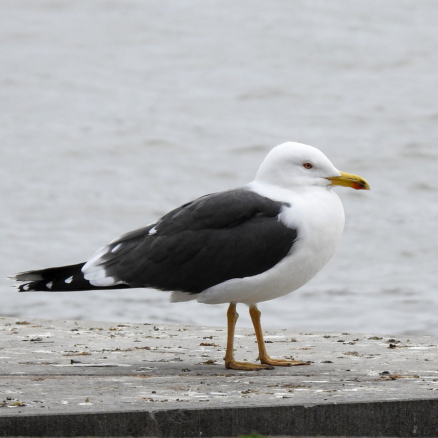 Larus fuscus