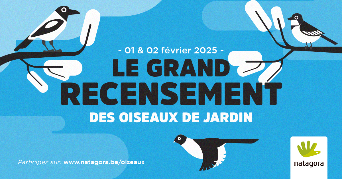 Le Grand Recensement des oiseaux de jardin