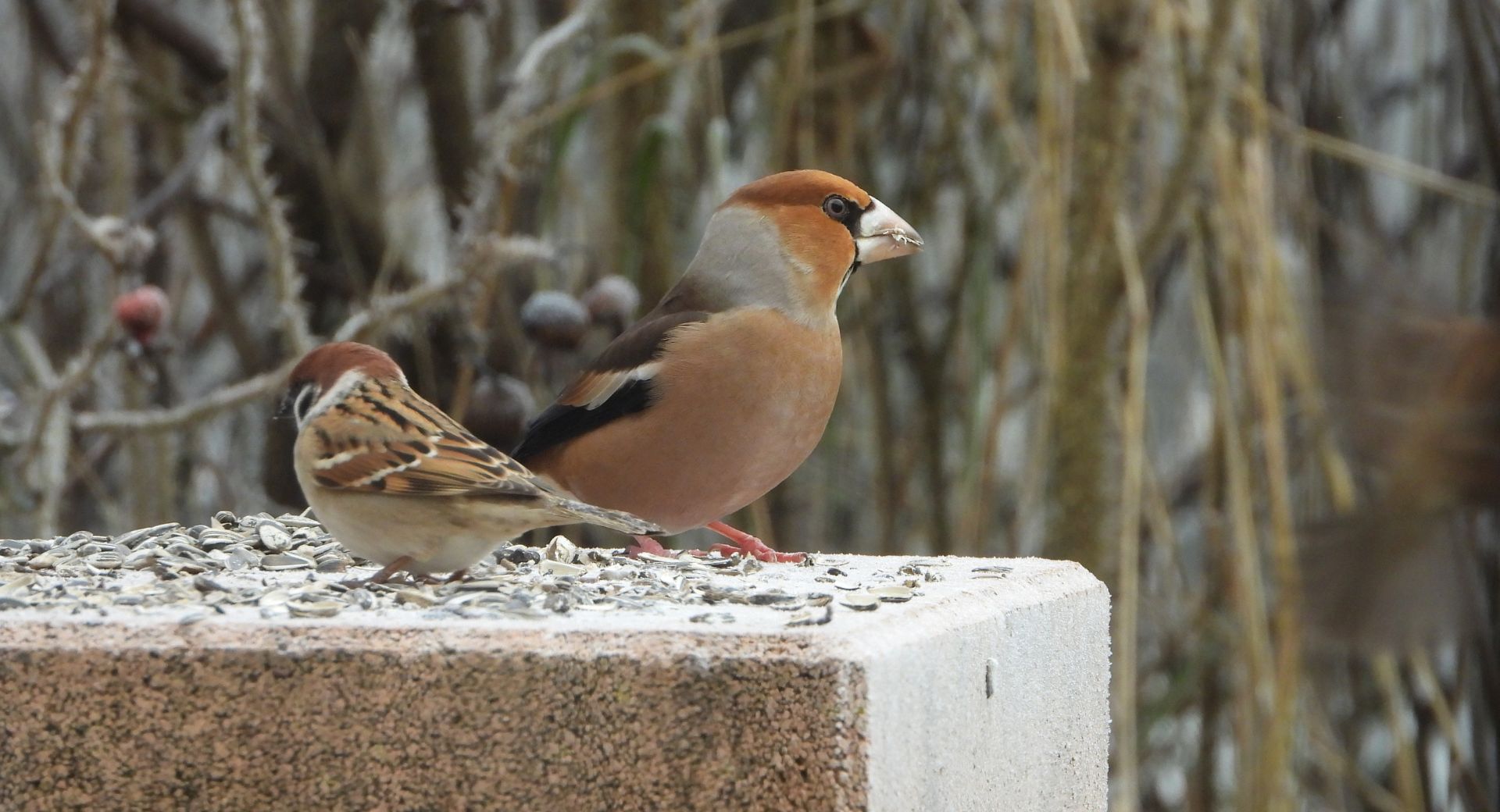 Moineau friquet et grosbec casse-noyaux.