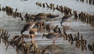 Près madame limicoles