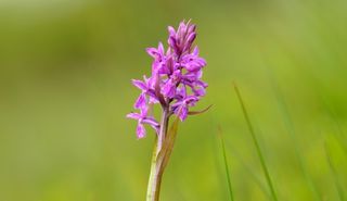 orchis incarnat © F. Demeuse