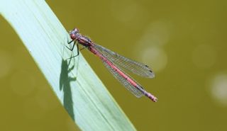 libellule