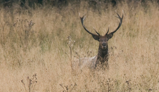 Cerf