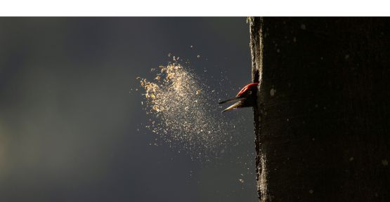 Pic noir qui creuse son nid