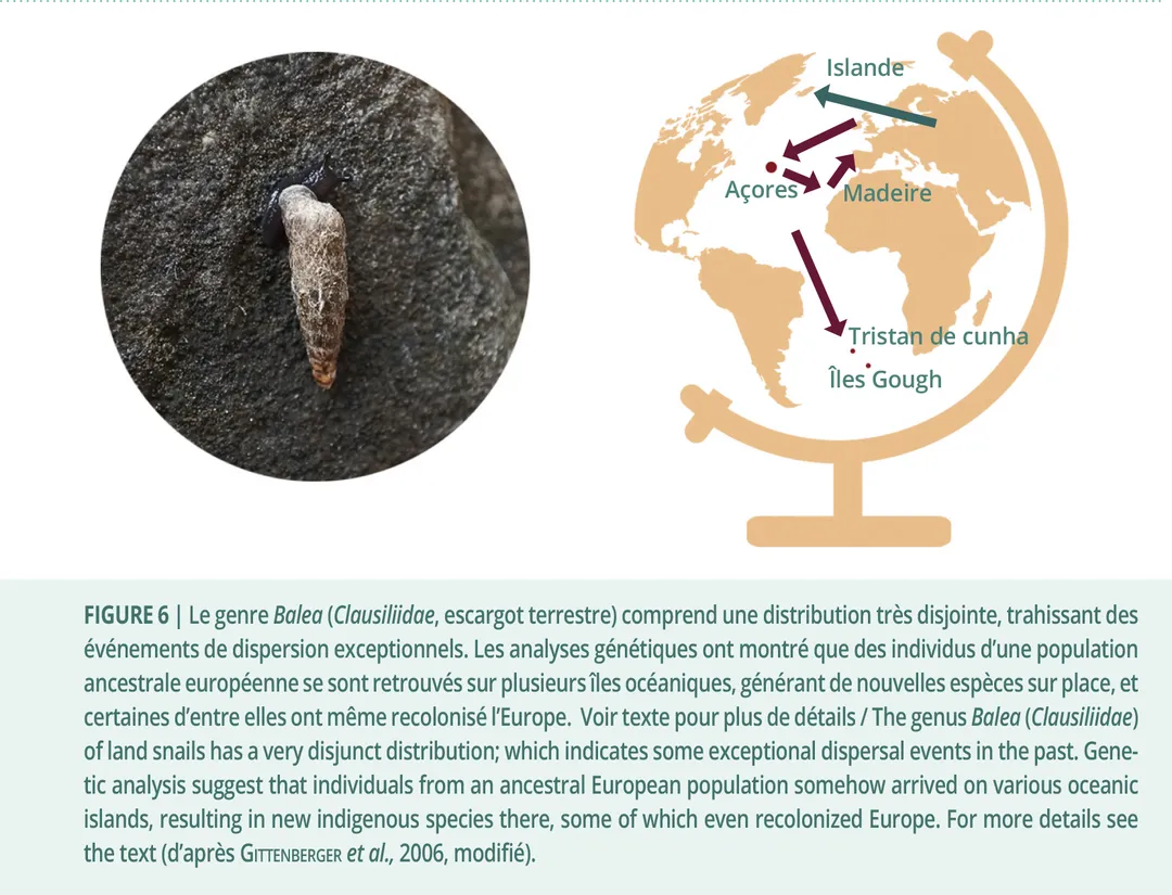 Colonisation d’un petit escargot terrestre du genre Balea
