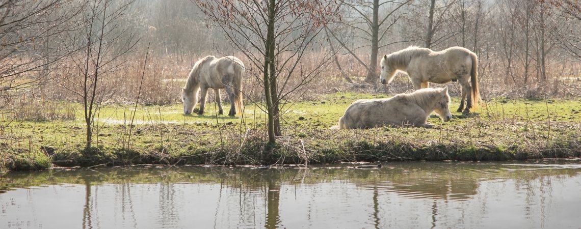 chevaux tarpans