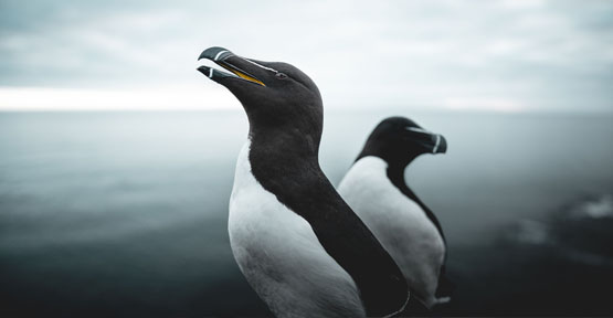 Alexandre Velluet - Couple - Pingouin torda (Alca torda) - Latrabjarg, Islande