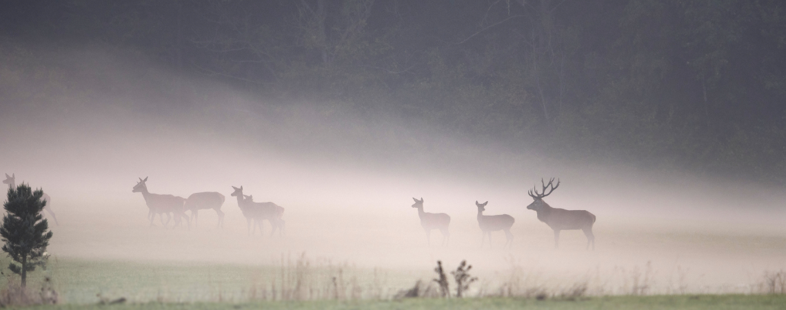 cerf hermeton