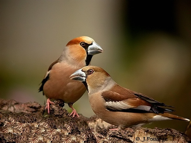 Couple de grosbec