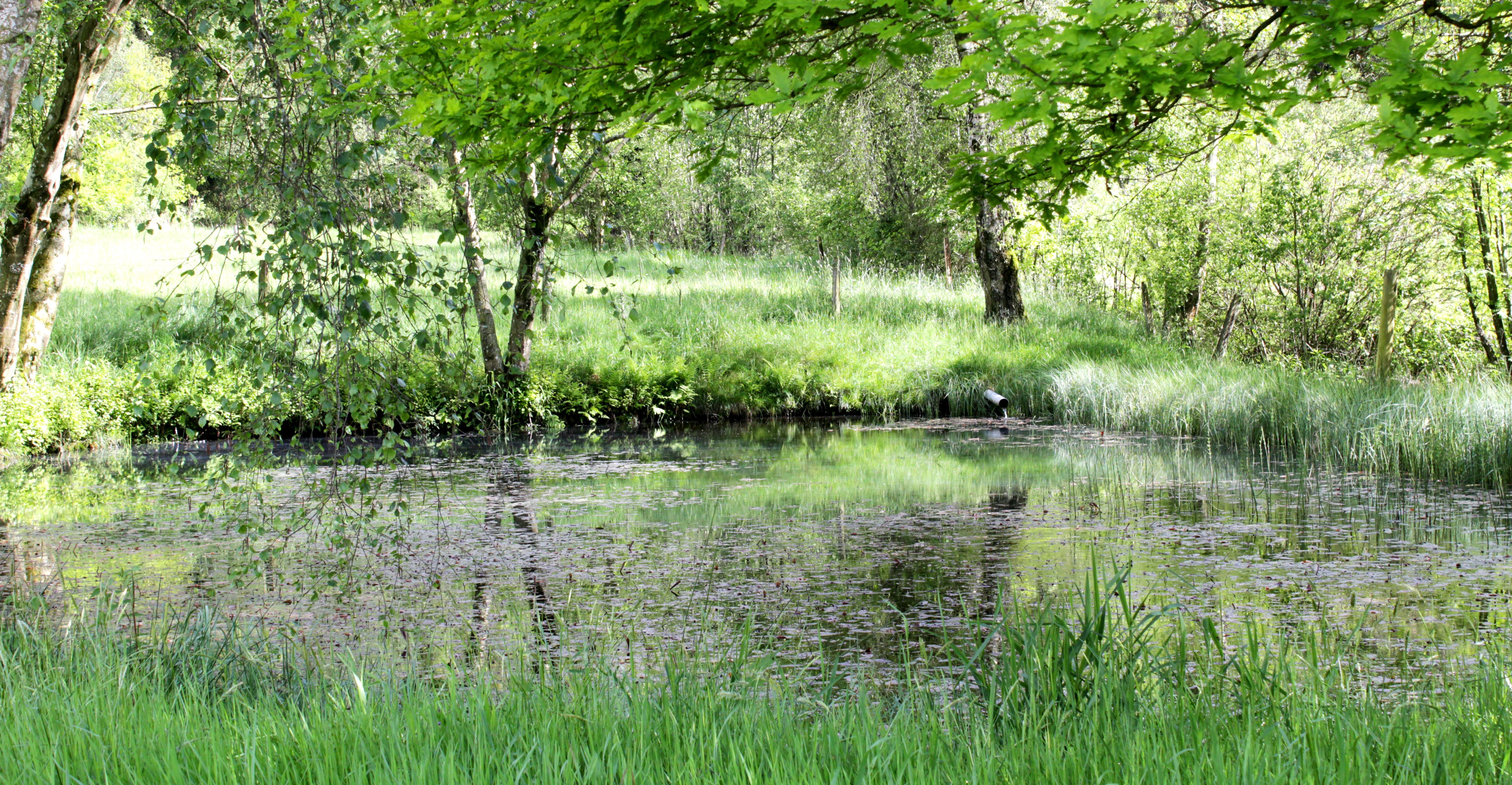 Prairie de Sonia Clotuche et Jacques Gennen en province de Luxembourg