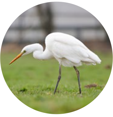 grande aigrette