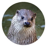 Loutre d'Europe