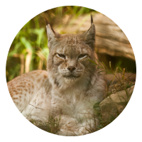 Lynx boréal