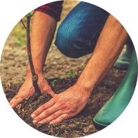 Jardinier plantant un arbre