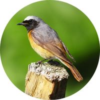 rougequeue à front blanc