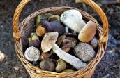 Panier rempli de champignons comestibles