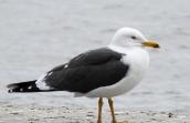 Larus fuscus