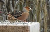 Moineau friquet et grosbec casse-noyaux.