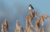 oiseau sur un roseau