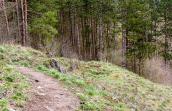 Photo d'une partie de la réserve naturelle de Modave, on voit un sentier en terre bordé d'une pente sur laquelle poussent des résineux.