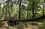 Bois d'Imbrechies réserve naturelle