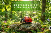 Visuel de l'événement qui montre une coccinelle posée sur un rocher dans une forêt naturelle où la végétation foisonne. Il y a un superbe contraste entre le rouge de la cox et les gammes de vert de la végétation.
