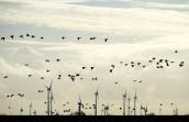 Eolien et biodiversité