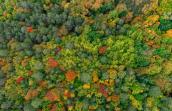 Forêt