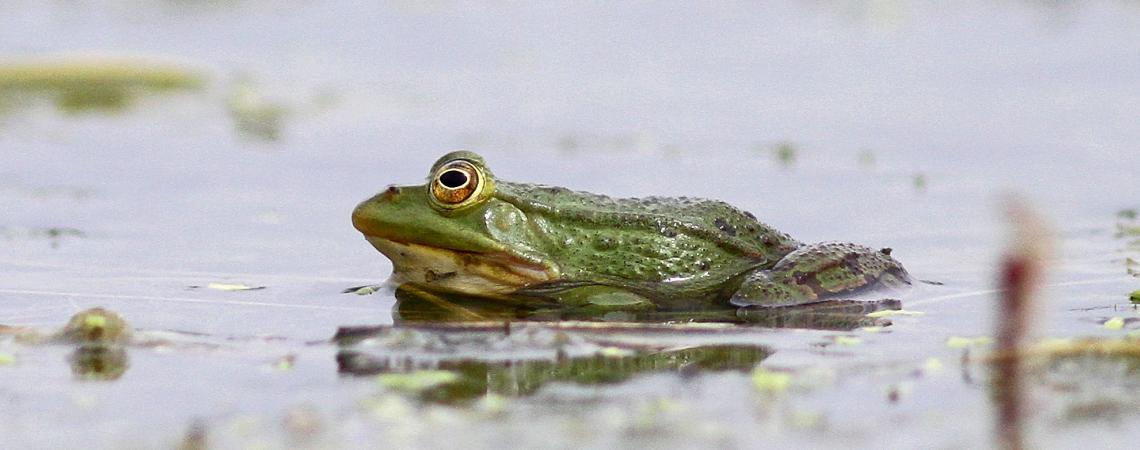 grenouille verte 