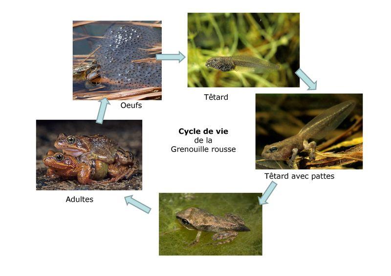Cycle de vie de la grenouille rousse (Photos : Stéphane Vitzthum)