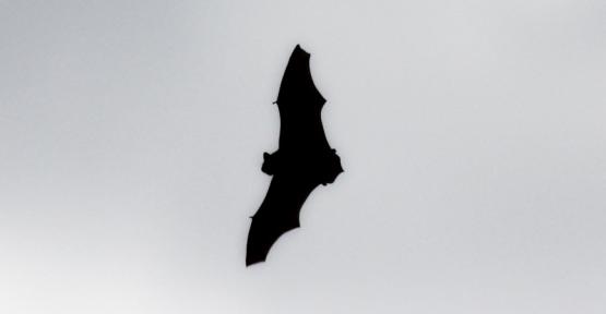 Silhouette de Pipistrellus commune