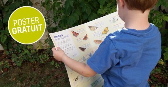 Petit garçon observant le poster de "Devine qui papillonne au jardin"