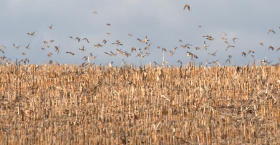 La biodiversité en crise