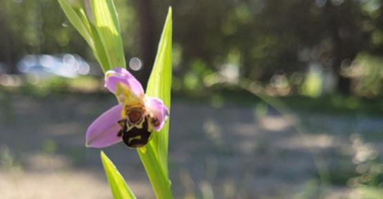 Ophrys abeille à Bruxelles