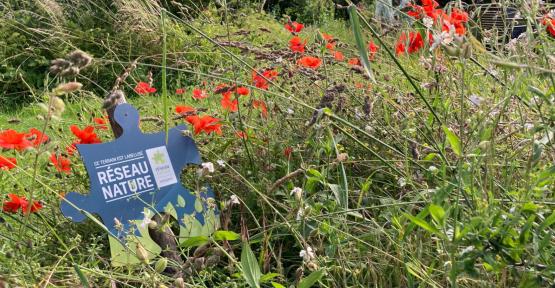 Le parc naturel des Hauts-Pays et le Réseau Nature de Natagora ont noué un partenariat afin d’aider les citoyens à laisser entrer plus de biodiversité sur leur terrain. Rendez-vous le 20 septembre prochain, à Onnezies, pour l’inauguration du jardin témoin du parc.