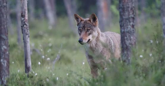 Loup dans la forêt