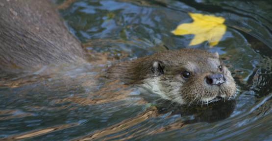 Loutre d'Europe 