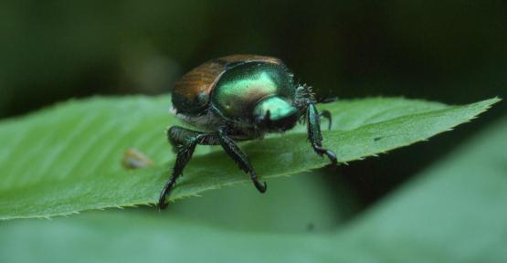 Scarabée japonais (Popillia japonica)