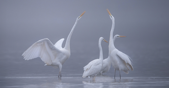 Grandes aigrettes blanches 