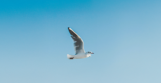 Oiseau dans un ciel bleu 