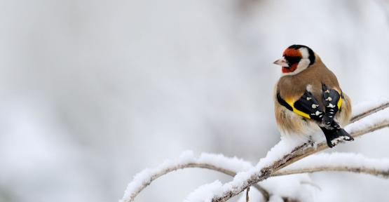 Chardonneret élégant sur fond neigeux.