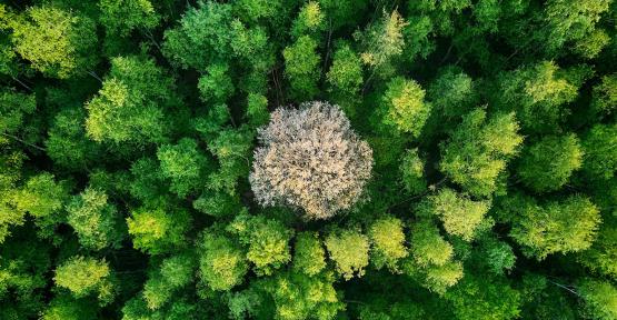 Vue aérienne d'une foret 