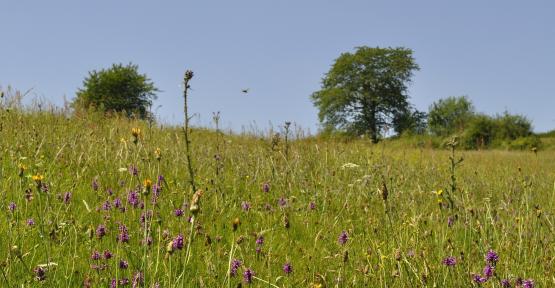 Prairie fleurie du Parc National de l'Entre-Sambre-Et-Meuse
