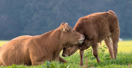 Agriculture et biodiversité, une alliance de longue date. Rendez-vous à la Foire de Libramont.