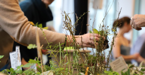 Bourse aux plantes sauvages 2025