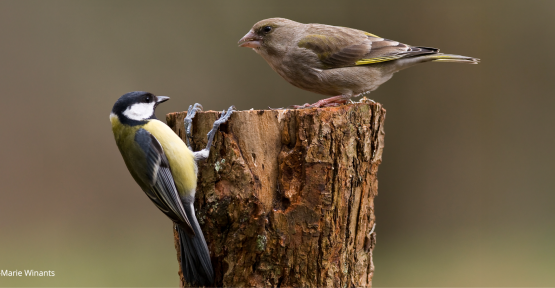 Que nous disent ces 20 années de recensement des oiseaux de jardin ?