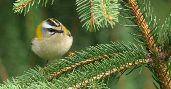 Roitelet triple-bandeau